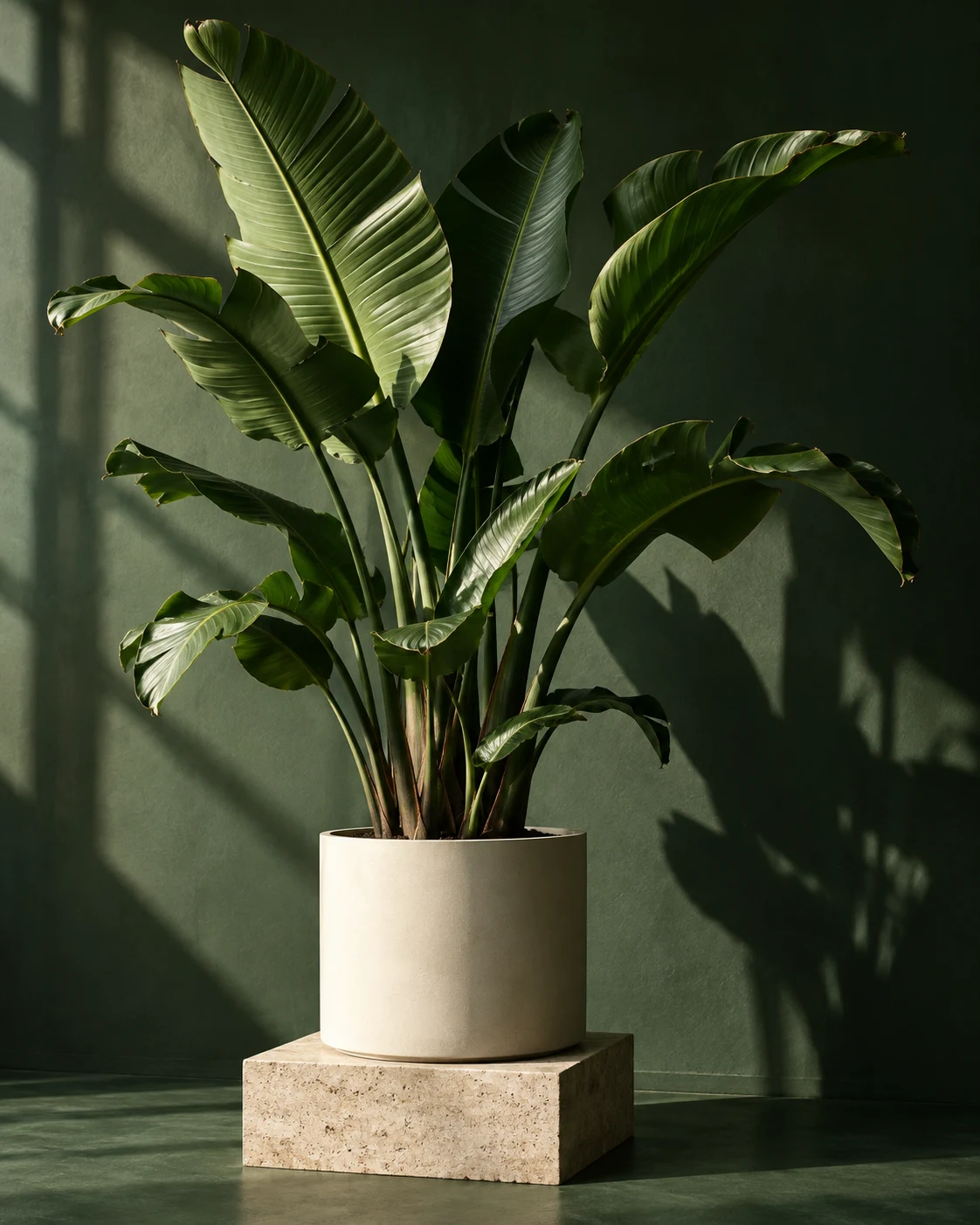Strelitzia